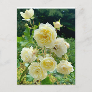 Carte Postale rose jaune