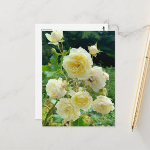 Carte postale rose jaune
