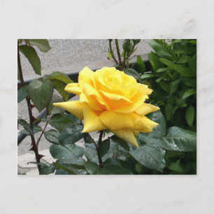 Carte Postale Rose jaune du Texas