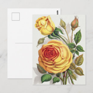 Carte Postale Rose Jaune et Orange de Crépuscule Botanique Vinta
