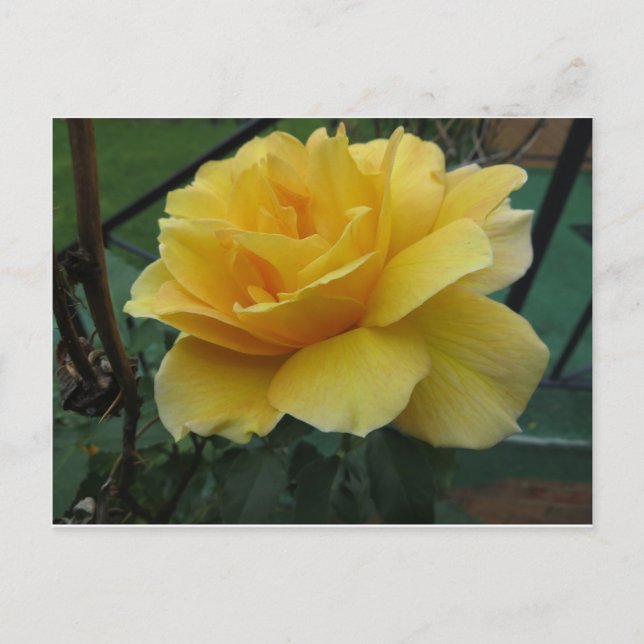 Carte Postale Rose jaune ouverte (Devant)