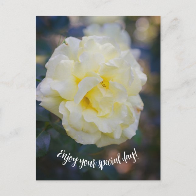 Carte Postale Rose jaune pâle (Devant)