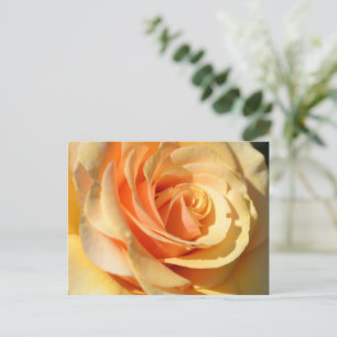 Carte Postale Rose jaune pâle