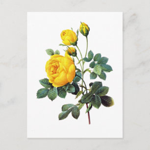 Carte Postale Rose jaune par Pierre Joseph Redoute