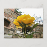 Rose jaune toscane. Merci.