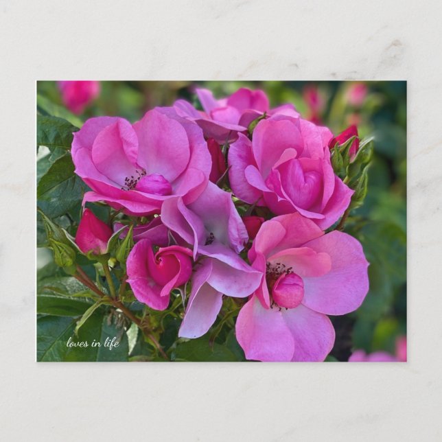 Carte Postale Rose lavande (Devant)