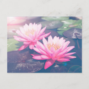 CARTE POSTALE ROSE LOTUS
