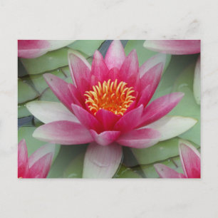 Carte Postale Rose Lotus Water Lily