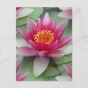 Carte Postale Rose Lotus Water Lily