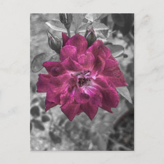 Carte Postale Rose magenta dans un jardin noir et blanc