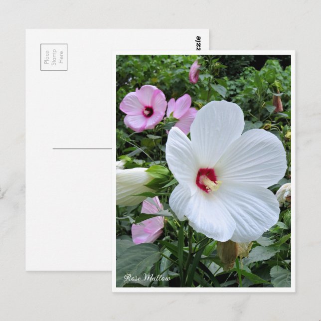 Carte Postale Rose Mallow (Devant / Derrière)