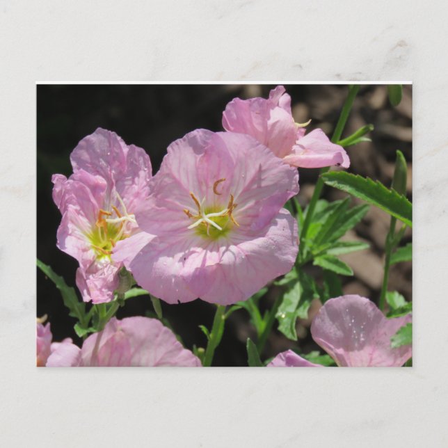 Carte postale rose mexicaine Primrose (Devant)