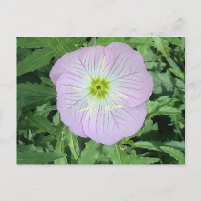 Carte postale rose mexicaine Primrose (Devant)
