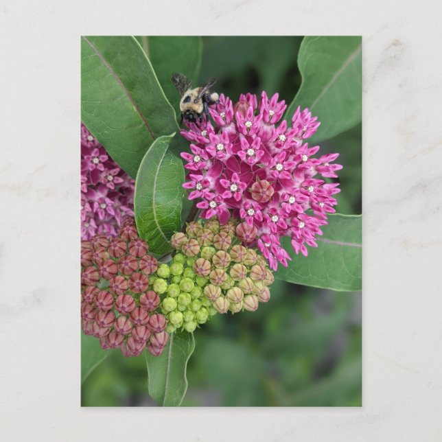 Carte postale rose Milkweed (Devant)