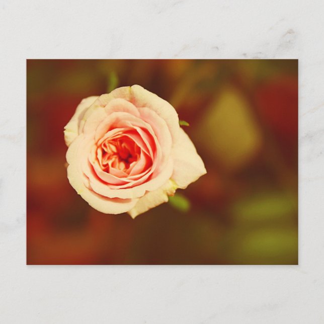 Carte Postale Rose muet (Devant)