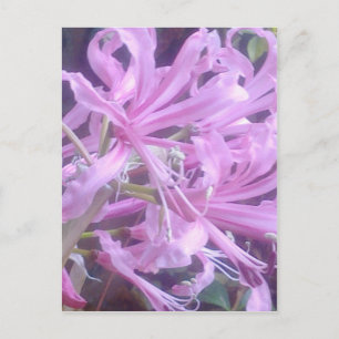 Carte postale rose Nerines