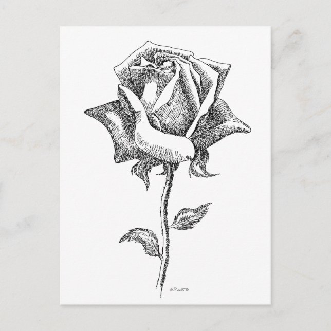 Carte Postale Rose noir et blanc (Devant)
