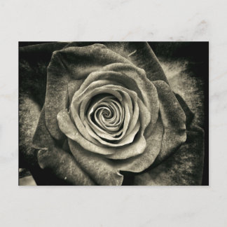 Carte Postale Rose noire et blanche vintage