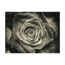 Rose noire et blanche vintage