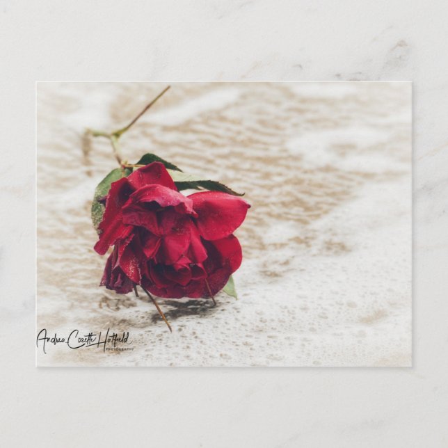 Carte Postale Rose Océan (Devant)