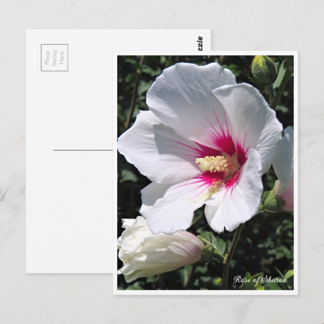 Carte Postale Rose of Sharon ポストカード (Devant / Derrière)