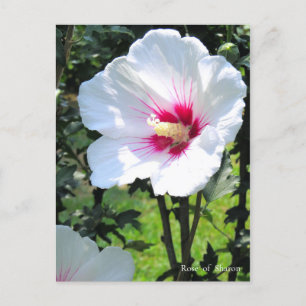 Carte Postale Rose of Sharon:Postcard