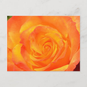 Carte postale Rose orange