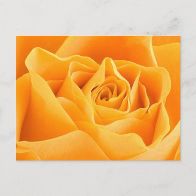 Carte Postale Rose orange (Devant)