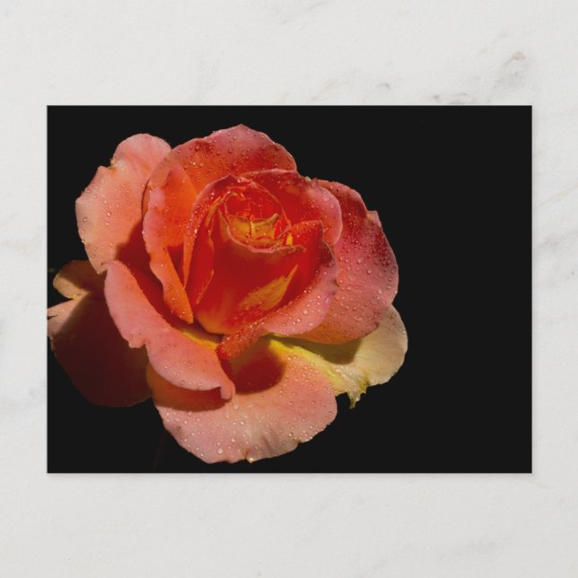 Carte Postale Rose orange (Devant)