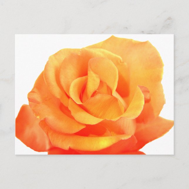 Carte postale Rose orange (Devant)