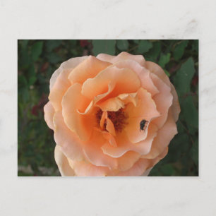 Carte postale Rose orange