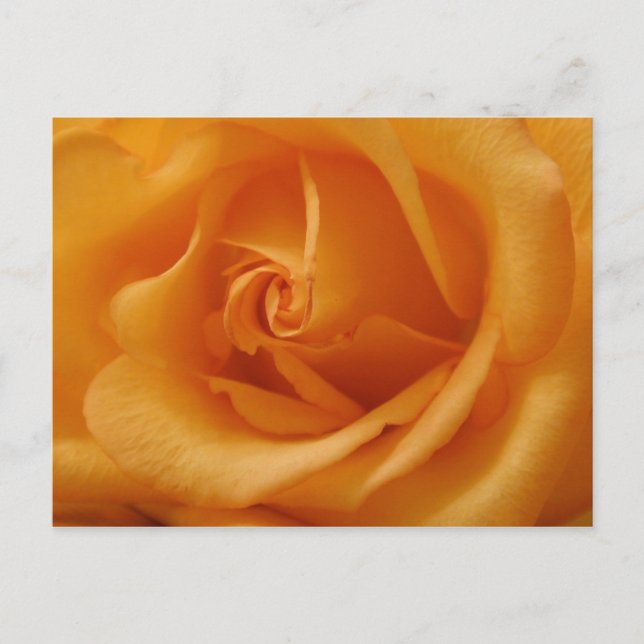 Carte Postale Rose orange clair (Devant)