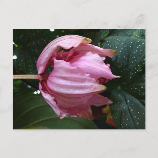 Carte Postale Rose orchidée (Orchidée rose) - Martinique, FWI (Devant)