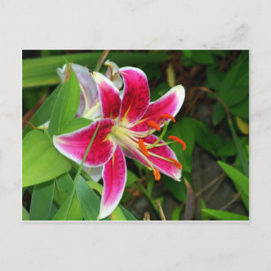Carte postale Rose Oriental Stargazer