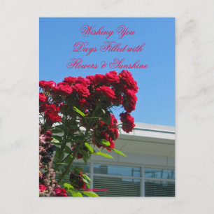 Carte postale Rose Patio