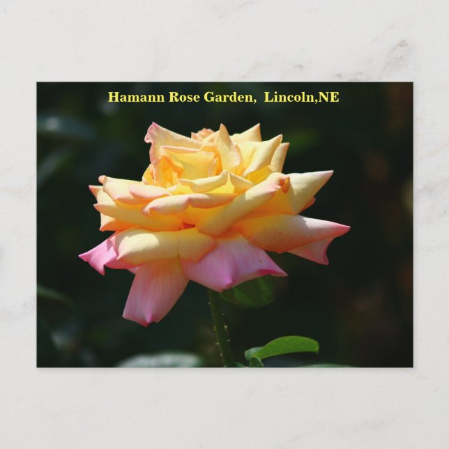 Carte postale Rose Peace HRG 500n 2014 (Devant)