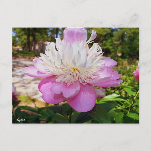 Carte postale rose Peony Pâques (Devant)