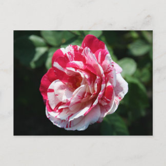 Carte Postale Rose Peppermis