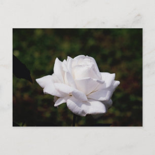 Carte Postale Rose Postkarte weisse