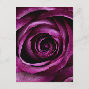 Carte Postale Rose pourpre