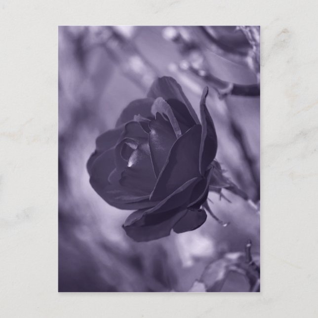 Carte Postale Rose Pourpre (Devant)