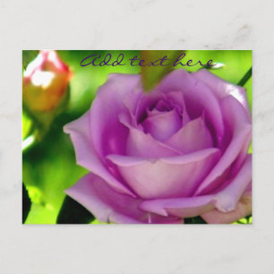 Carte Postale Rose pourpre_