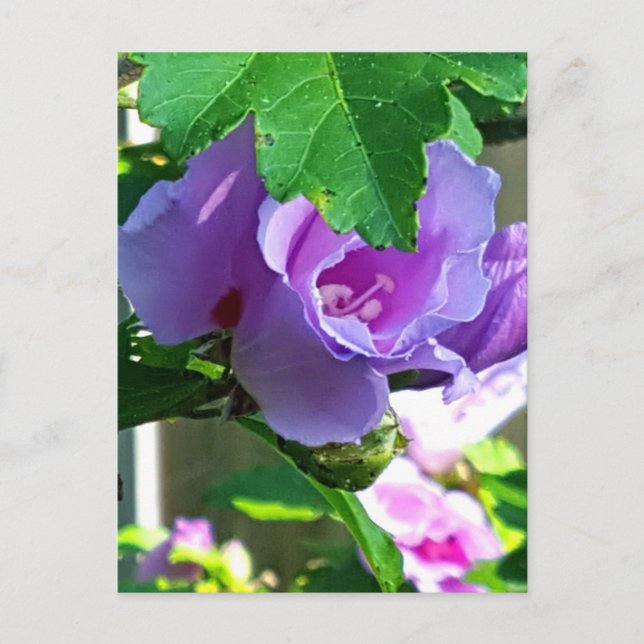 Carte Postale Rose pourpre de Sharon ou Hibiscus Syriacus (Devant)