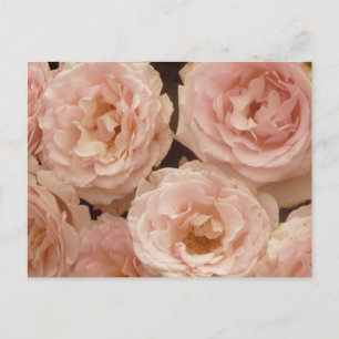 Carte postale Rose précieuse