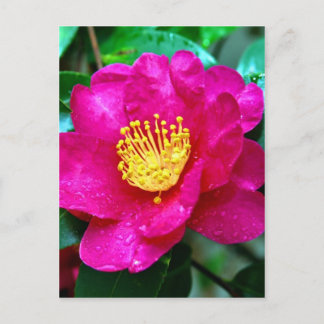 Carte Postale rose printanier
