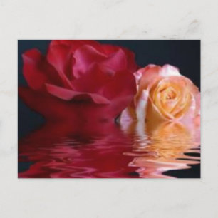 Carte postale Rose réfléchie