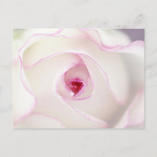 Carte Postale Rose rêvé