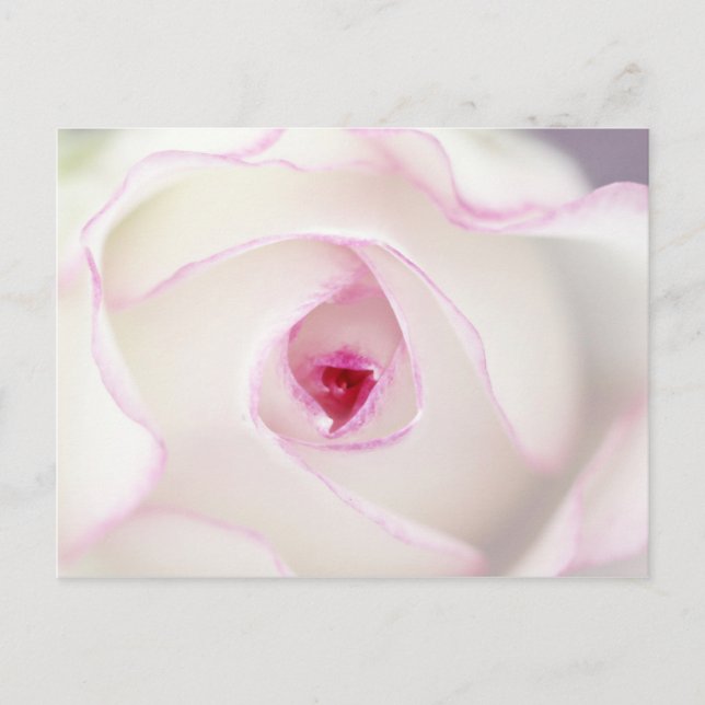 Carte Postale Rose rêvé (Devant)