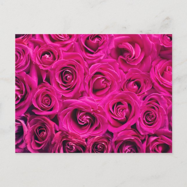 Carte Postale Rose romantique (Devant)