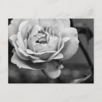 Rose romantique noir et blanc